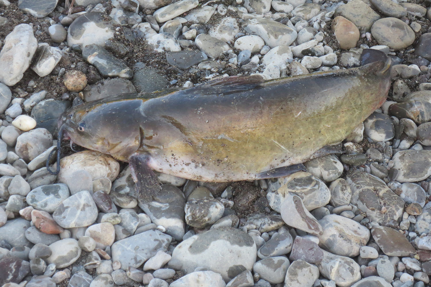 Pesci gatto, la rovina della pesca alla passata