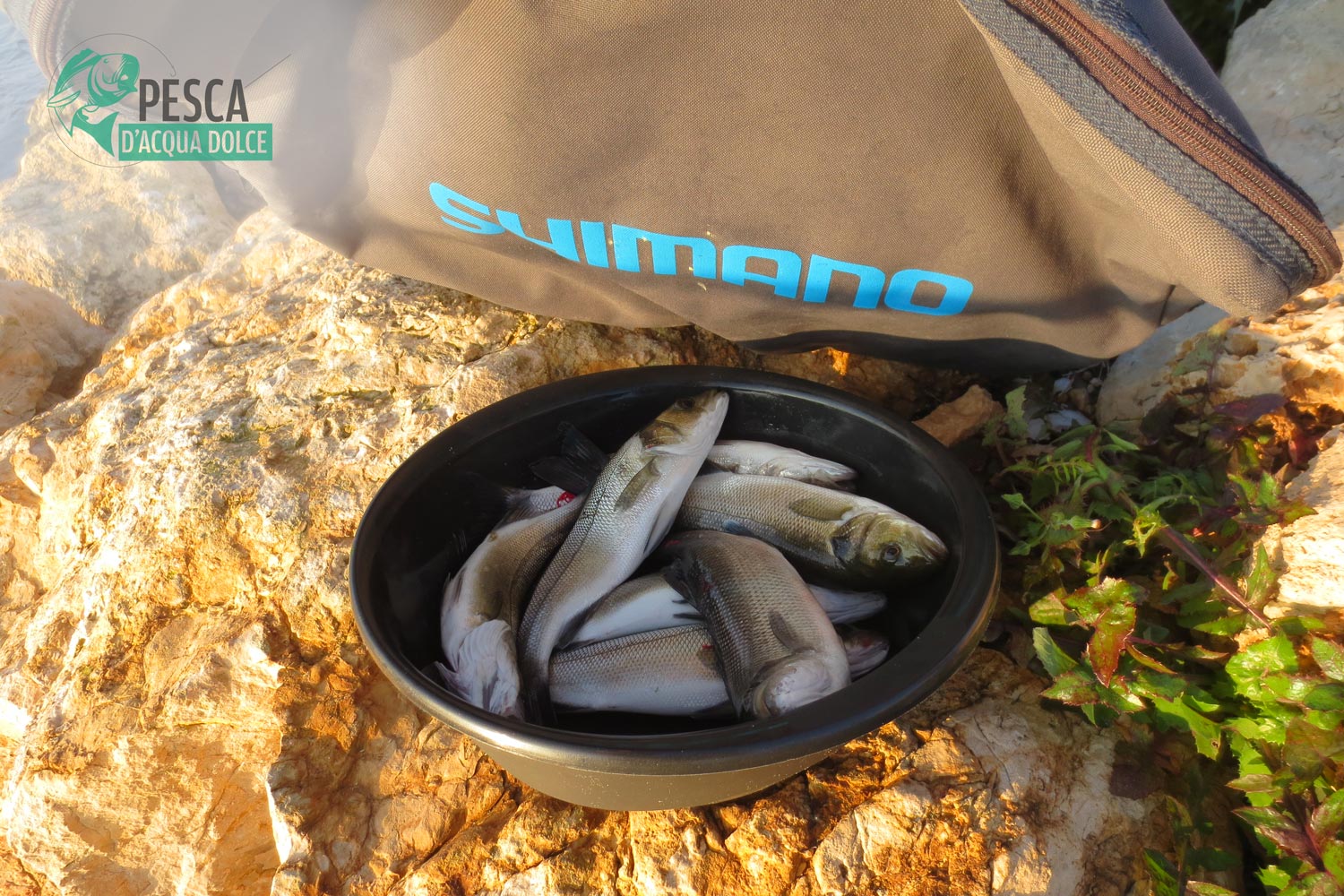 Spigole-in-Ebro Pesca alla spigola nel fiume Ebro