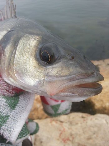 Spigola pescata nel fiume ebro Pesca alla spigola nel fiume Ebro